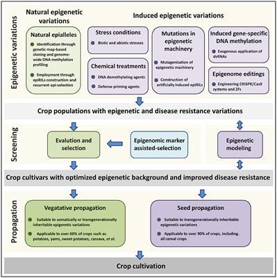 Exploiting Epigenetic Variations for Crop Disease Resistance Improvement